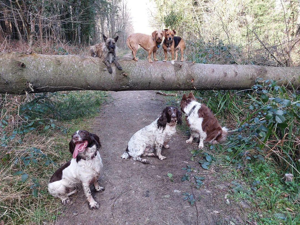 Rachel's Rambling Rovers, Dog walking and day boarding in the Forest of Dean. dog walking Forest of Dean, Gloucestershire, dog day care Forest of Dean, Lydney dog walking, Bream dog day boarding, forest of Dean dog care and dog walking
