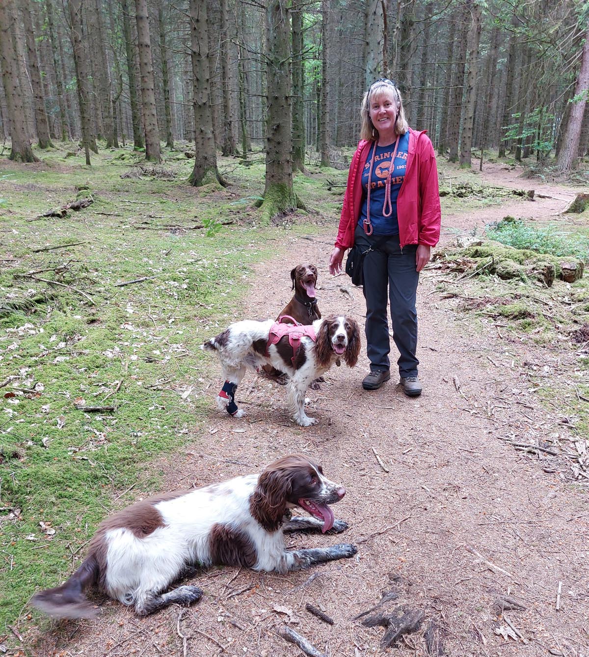 Rachel's Rambling Rovers, Dog walking and day boarding in the Forest of Dean. dog walking Forest of Dean, Gloucestershire, dog day care Forest of Dean, Lydney dog walking, Bream dog day boarding, forest of Dean dog care and dog walking