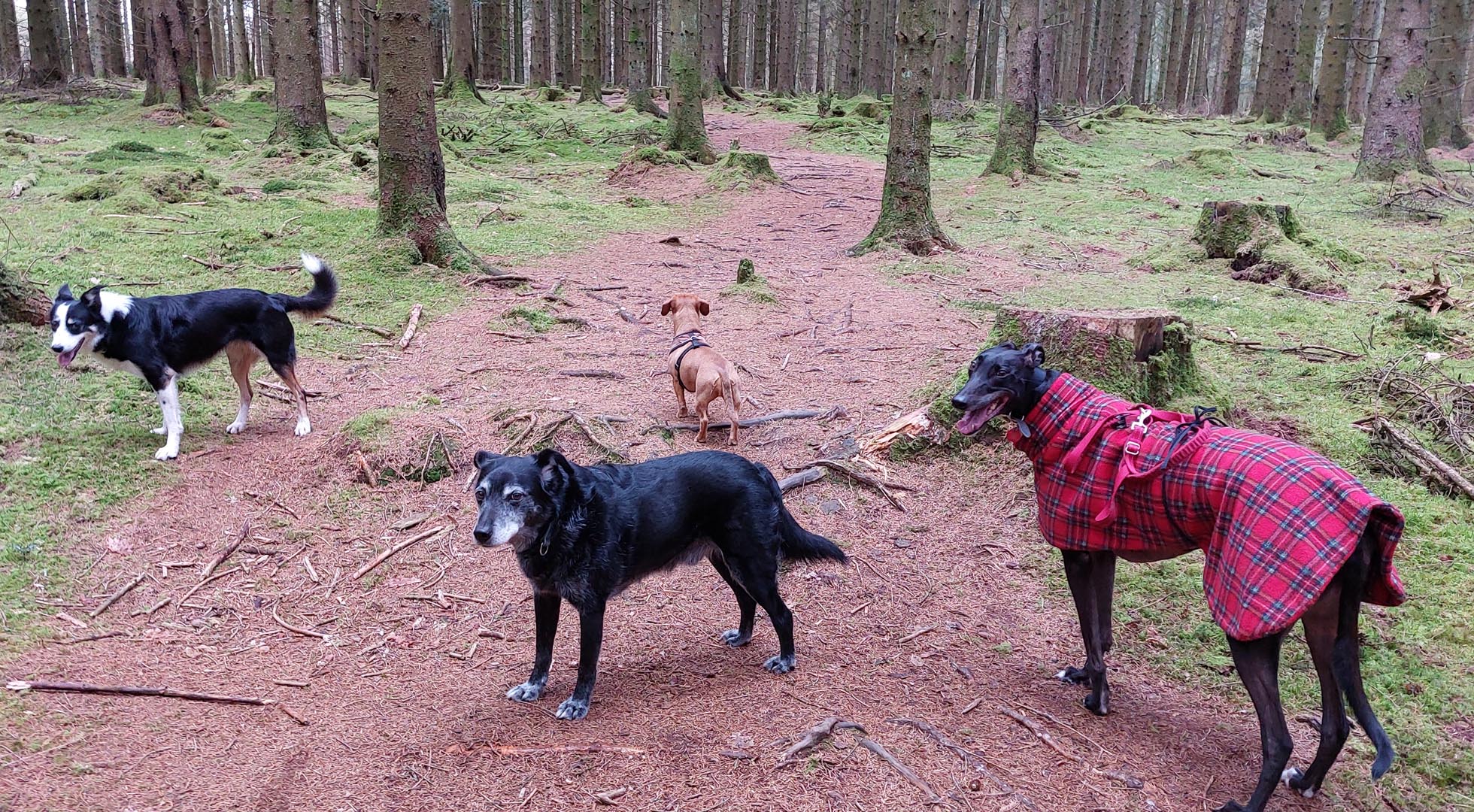 Rachel's Rambling Rovers, Dog walking and day boarding in the Forest of Dean. dog walking Forest of Dean, Gloucestershire, dog day care Forest of Dean, Lydney dog walking, Bream dog day boarding, forest of Dean dog care and dog walking