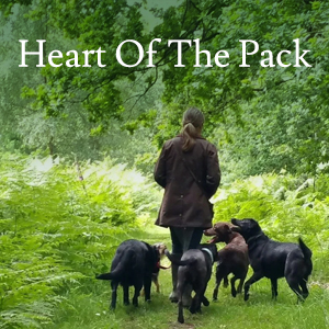Rachel's Rambling Rovers, Dog walking and day boarding in the Forest of Dean. dog walking Forest of Dean, Gloucestershire, dog day care Forest of Dean, Lydney dog walking, Bream dog day boarding, forest of Dean dog care and dog walking