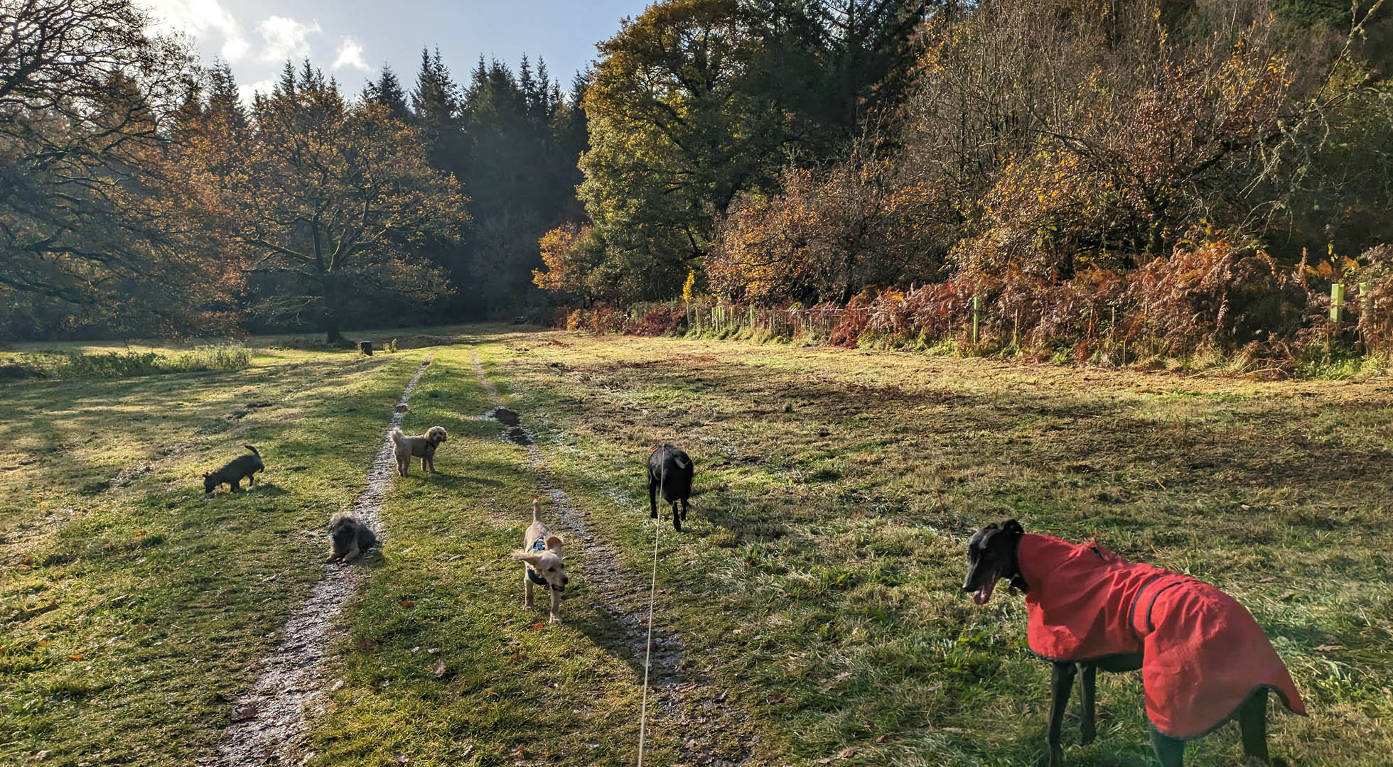 Rachel's Rambling Rovers, Dog walking and day boarding in the Forest of Dean. dog walking Forest of Dean, Gloucestershire, dog day care Forest of Dean, Lydney dog walking, Bream dog day boarding, forest of Dean dog care and dog walking